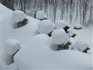 Neve Camini